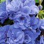 Geranium 'Sky Blue Noon' Blue Perennial Flowers 20 Seeds