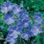 Geranium 'Sky Blue Noon' Blue Perennial Flowers 20 Seeds