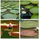 Victoria Amazonica Giant Waterlily 10 Seeds