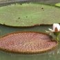 Victoria Amazonica Giant Waterlily 10 Seeds