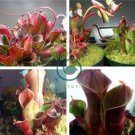 Heliamphora minor SCarnivorous Plants 200 Seeds