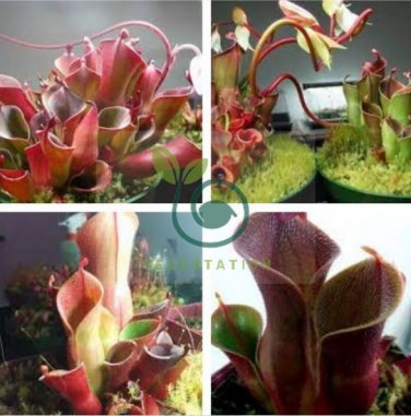 Heliamphora minor SCarnivorous Plants 200 Seeds