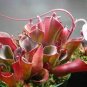Heliamphora minor SCarnivorous Plants 200 Seeds