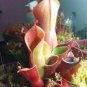 Heliamphora minor SCarnivorous Plants 200 Seeds