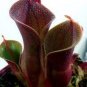 Heliamphora minor SCarnivorous Plants 200 Seeds