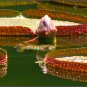 Victoria Amazonica Giant Waterlily 10 Seeds