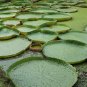 Victoria Amazonica Giant Waterlily 10 Seeds