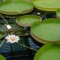 Victoria Amazonica Giant Waterlily 10 Seeds