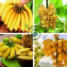 Big Hainan Yellow Banana 200 Seeds