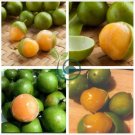 Lemon Sweet Spanish Lime Tree 20 Seeds
