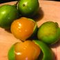 Lemon Sweet Spanish Lime Tree 20 Seeds