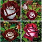 Osiria Rose Hybrid 100 Seeds