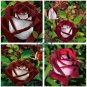 Osiria Rose Hybrid 100 Seeds