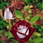 Osiria Rose Hybrid 100 Seeds