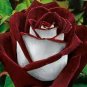 Osiria Rose Hybrid 100 Seeds