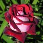 Osiria Rose Hybrid 100 Seeds