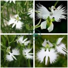Egret Orchid Seeds Radiata Rare White Orchid Orchids 400 Seeds