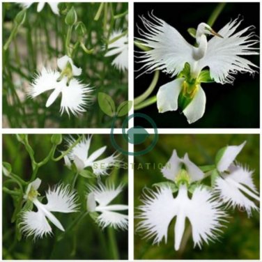 Egret Orchid Seeds Radiata Rare White Orchid Orchids 400 Seeds