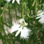 Egret Orchid Seeds Radiata Rare White Orchid Orchids 400 Seeds