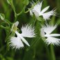 Egret Orchid Seeds Radiata Rare White Orchid Orchids 400 Seeds