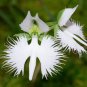 Egret Orchid Seeds Radiata Rare White Orchid Orchids 400 Seeds