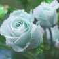 Rare Hybrid White Rose with Green Heart Flower Plant 100 Seeds