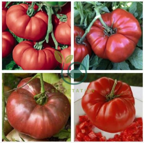 Heirloom Giant Monster Tomato Genuine Fresh 200 Seeds