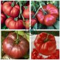 Heirloom Giant Monster Tomato Genuine Fresh 200 Seeds