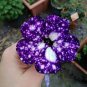 Starry Sky Petunia 400 Seeds