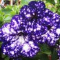 Starry Sky Petunia 400 Seeds