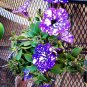 Starry Sky Petunia 400 Seeds