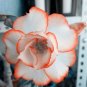 White Adenium Desert Rose with Orange edge Flower 4 Seeds