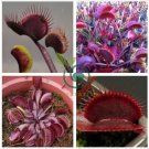 Red Dragon Flytrap 200 Seeds