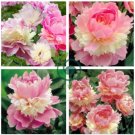 Rare Heirloom Sorbet Robust Colorful Double Blooms Peony Tree 10 Seeds