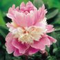 Rare Heirloom Sorbet Robust Colorful Double Blooms Peony Tree 10 Seeds