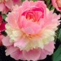 Rare Heirloom Sorbet Robust Colorful Double Blooms Peony Tree 10 Seeds