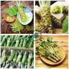 Wasabi Seeds Approx 800 Seeds