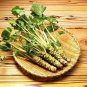 Wasabi Seeds Approx 800 Seeds