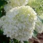 Mixed Hydrangea Flower Blue Red Pink White Colors 100 Seeds