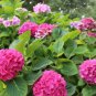 Mixed Hydrangea Flower Blue Red Pink White Colors 100 Seeds