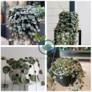 Ceropegia Woodii 200 Seeds