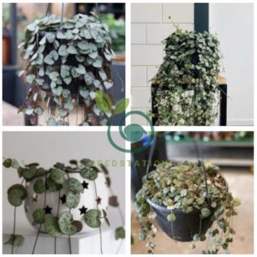 Ceropegia Woodii 200 Seeds