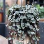 Ceropegia Woodii 200 Seeds