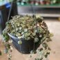 Ceropegia Woodii 200 Seeds