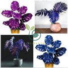 Rare Mixed Turtle Leaves Seeds Monstera Potted Plant 100 Seeds