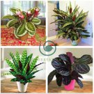 Rare Calathea Seeds Air Freshening Plants Beautiful Flowers 100 Seeds