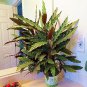 Rare Calathea Seeds Air Freshening Plants Beautiful Flowers 100 Seeds