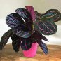 Rare Calathea Seeds Air Freshening Plants Beautiful Flowers 100 Seeds