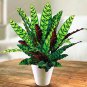 Rare Calathea Seeds Air Freshening Plants Beautiful Flowers 100 Seeds