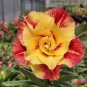 Adenium Fire Orange Petals with Fire Red Stripes & Edge Flower 4 Seeds
